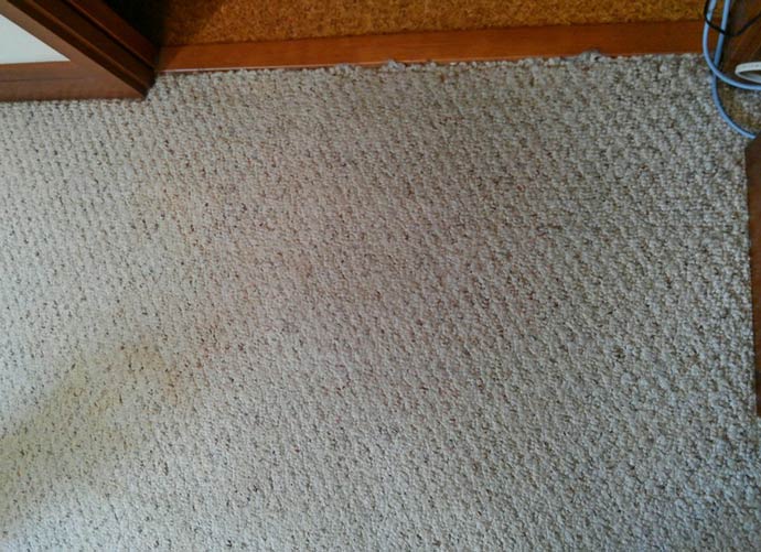 carpet-inunoosikko_0.jpg