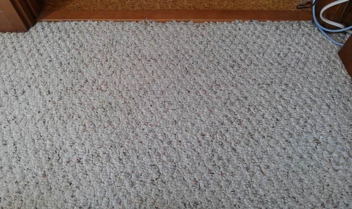 carpet-inunoosikko_1.jpg