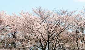 sakura2011.jpg